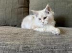 Samson AVAILABLE - Maine Coon Cat For Sale - Kansas City&comma; MO&comma; US