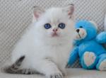Houston - British Shorthair Cat For Sale - Hollywood&comma; FL&comma; US