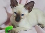 Tiger - Oriental Cat For Sale - Pembroke Pines&comma; FL&comma; US