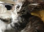 Reserved Magnolia Hazel Blue Silver Baby Girl - Maine Coon Cat For Sale - Chipley&comma; FL&comma; US