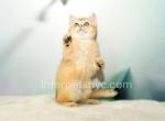 Charlote - British Shorthair Cat For Sale - Brooklyn&comma; NY&comma; US