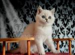 Barney - Scottish Straight Cat For Sale - Brooklyn&comma; NY&comma; US