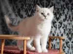 Mikki - Scottish Straight Cat For Sale - Brooklyn&comma; NY&comma; US