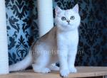 Favorite - Scottish Straight Cat For Sale - Brooklyn&comma; NY&comma; US