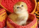 Oskar - Scottish Fold Cat For Sale - Brooklyn&comma; NY&comma; US