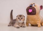 Alex - Scottish Fold Cat For Sale - Brooklyn&comma; NY&comma; US