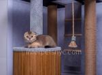 Asya - Scottish Fold Cat For Sale - Brooklyn&comma; NY&comma; US