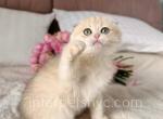 Kreker - Scottish Fold Cat For Sale - Brooklyn&comma; NY&comma; US