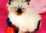 Sealpoint Himalayan Girl - Himalayan Cat For Sale - Walterboro&comma; SC&comma; US