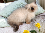 Diana - Munchkin Cat For Sale - Neosho&comma; MO&comma; US