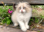 Winona - Scottish Fold Cat For Sale - Neosho&comma; MO&comma; US