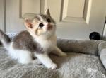 little - British Shorthair Cat For Sale - Rancho Cucamonga&comma; CA&comma; US