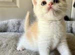 Oranges - British Shorthair Cat For Sale - Rancho Cucamonga&comma; CA&comma; US