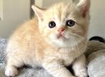 Super - British Shorthair Cat For Sale - Rancho Cucamonga&comma; CA&comma; US