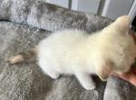 Snowflake - British Shorthair Cat For Sale - Rancho Cucamonga&comma; CA&comma; US