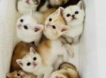 Group kittens - British Shorthair Cat For Sale - Rancho Cucamonga&comma; CA&comma; US