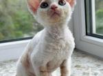 Maxwell - Devon Rex Cat For Sale - Los Angeles&comma; CA&comma; US