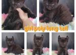 Females - Highlander Cat For Sale - Frenchtown&comma; MI&comma; US