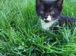 Jackies kittens - Domestic Cat For Sale - New Holland&comma; PA&comma; US