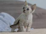 Yama - Devon Rex Cat For Sale - Hollywood&comma; FL&comma; US