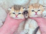Golden color litter males and fet - British Shorthair Cat For Sale - Baton Rouge&comma; LA&comma; US