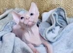 Alicia - Sphynx Cat For Sale - Pembroke Pines&comma; FL&comma; US