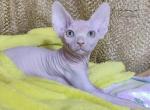 Archie - Sphynx Cat For Sale - Pembroke Pines&comma; FL&comma; US
