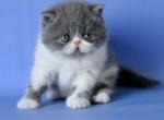 Cowboy - Exotic Cat For Sale - Norwalk&comma; CT&comma; US
