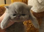 Bluewee persian male kitten - Persian Cat For Sale - MA&comma; US
