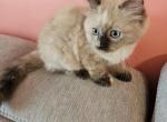 Seal tortie mink ragdoll - Ragdoll Cat For Sale - Jacksonville&comma; NC&comma; US
