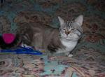Slinky Chonky Limousine - Munchkin Cat For Sale/Retired Breeding - Sacramento&comma; CA&comma; US