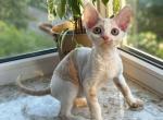 Maxwell 1 - Devon Rex Cat For Sale - Chicago&comma; IL&comma; US