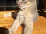 Cooper - Somali Cat For Sale - Staten Island&comma; NY&comma; US
