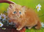 Sofi - Persian Cat For Sale - Norwalk&comma; CT&comma; US