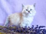 Ruta - Siberian Cat For Sale - Norwalk&comma; CT&comma; US