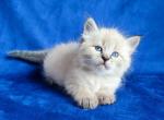 Qadar - Siberian Cat For Sale - Norwalk&comma; CT&comma; US
