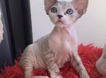 Iris - Devon Rex Cat For Sale - Norwalk&comma; CT&comma; US