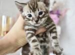 Shaya - Bengal Cat For Sale - Norwalk&comma; CT&comma; US