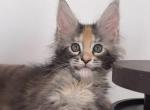 Ezhevika - Maine Coon Cat For Sale - Miami&comma; FL&comma; US