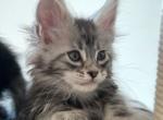 Edelweiss - Maine Coon Cat For Sale - Miami&comma; FL&comma; US