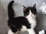Persey Polycoon - Maine Coon Cat For Sale - Miami&comma; FL&comma; US