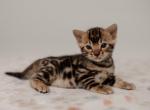 Bruno - Bengal Cat For Sale - Norwalk&comma; CT&comma; US