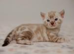 Benjamin - Bengal Cat For Sale - Norwalk&comma; CT&comma; US