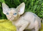 Kitty - Sphynx Cat For Sale - Pembroke Pines&comma; FL&comma; US