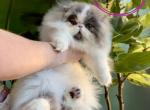 Theo - Persian Cat For Sale - PA&comma; US