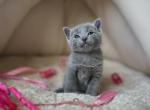 Greta - Russian Blue Cat For Sale - Pembroke Pines&comma; FL&comma; US
