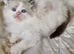 Sally - Ragdoll Cat For Sale - Miami&comma; FL&comma; US