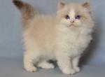Winnie - Ragdoll Cat For Sale - Miami&comma; FL&comma; US