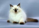 Izuminka - Siberian Cat For Sale - Norwalk&comma; CT&comma; US