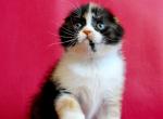 Magdalena - Scottish Fold Cat For Sale - Hollywood&comma; FL&comma; US
